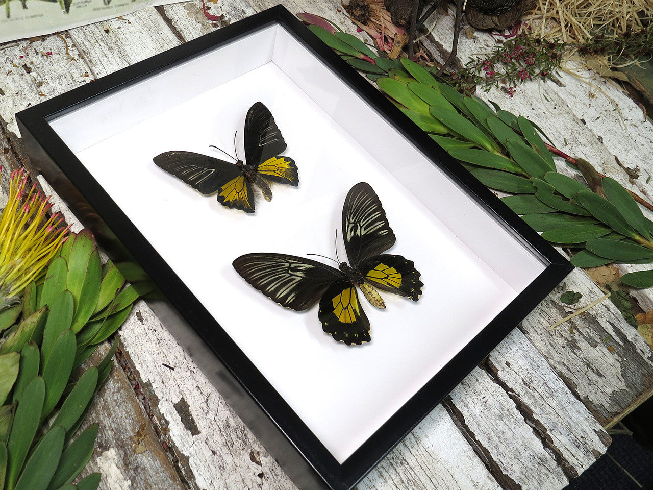 Troides rhadamantus