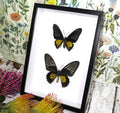 Troides rhadamantus