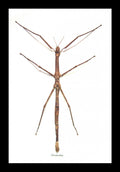 Tirachoidea westwoodi Bits and Bugs 