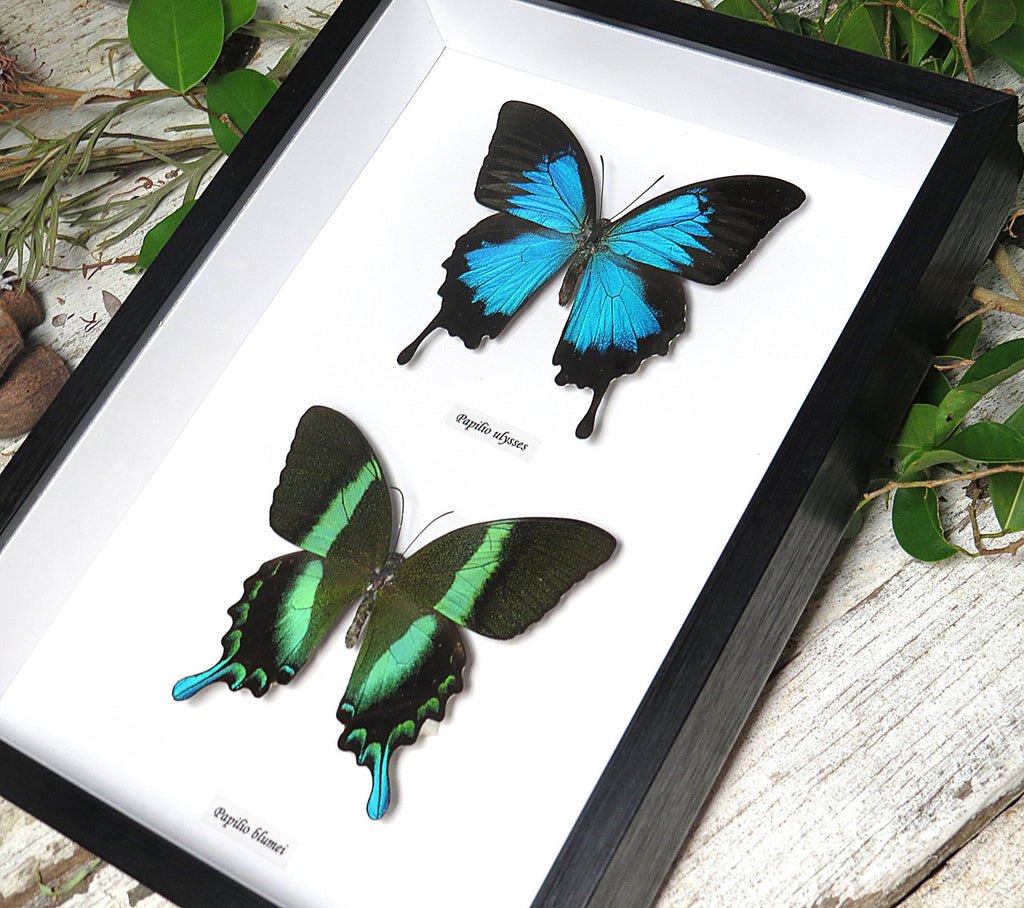 Papilio ulysses, blumei