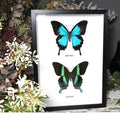 Papilio ulysses, blumei