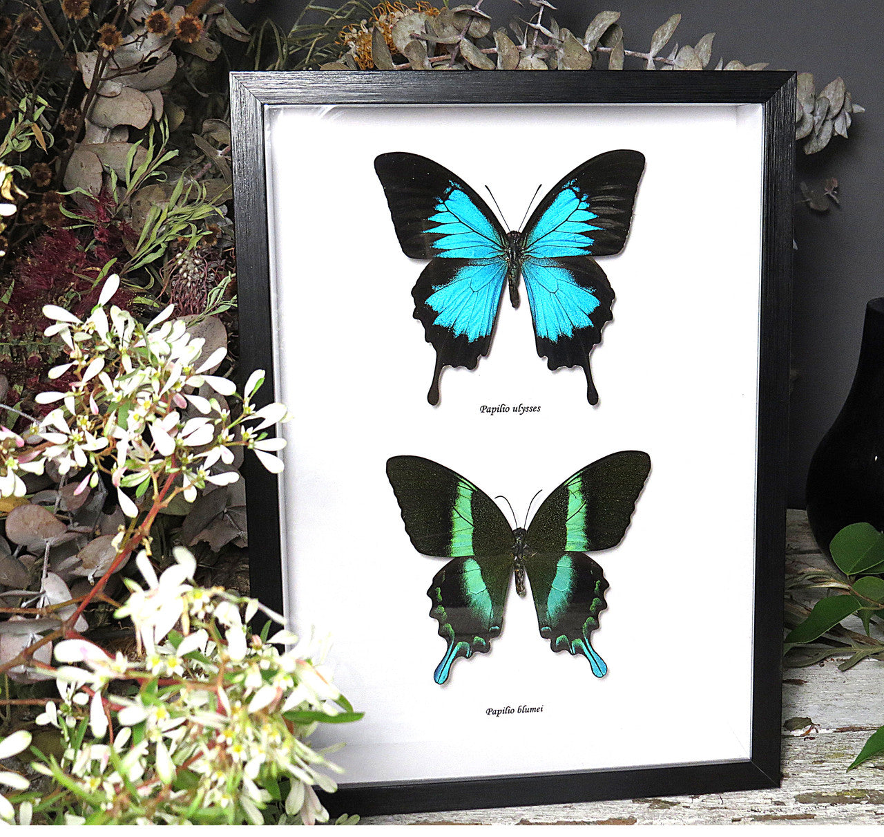 Papilio ulysses, blumei