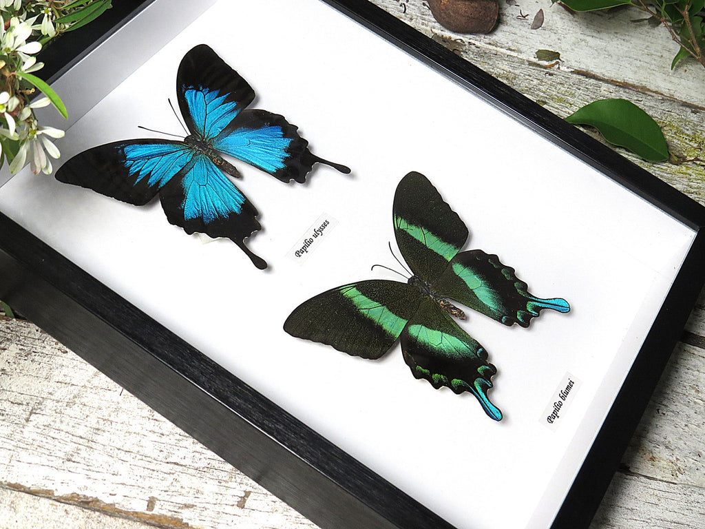 Papilio ulysses, blumei