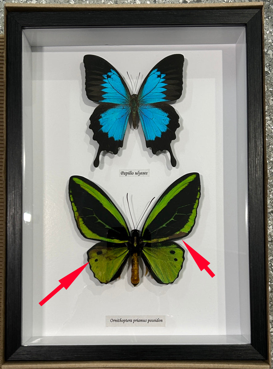 Papilio ulysses + Ornithoptera priamus poseidon ( special )