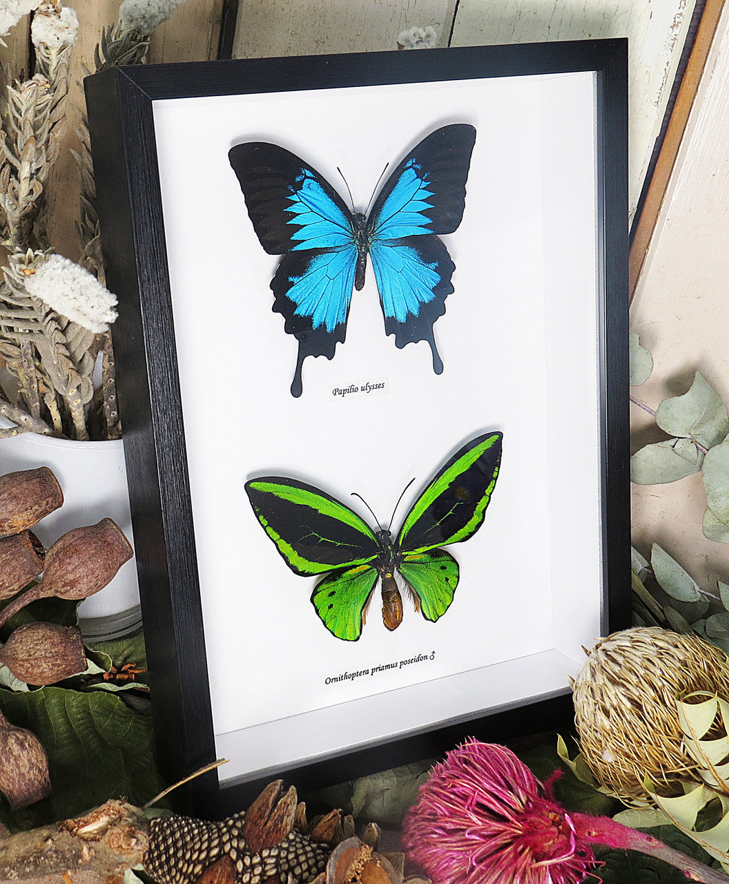 Papilio ulysses + Ornithoptera priamus poseidon