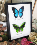 Papilio ulysses + Ornithoptera priamus poseidon