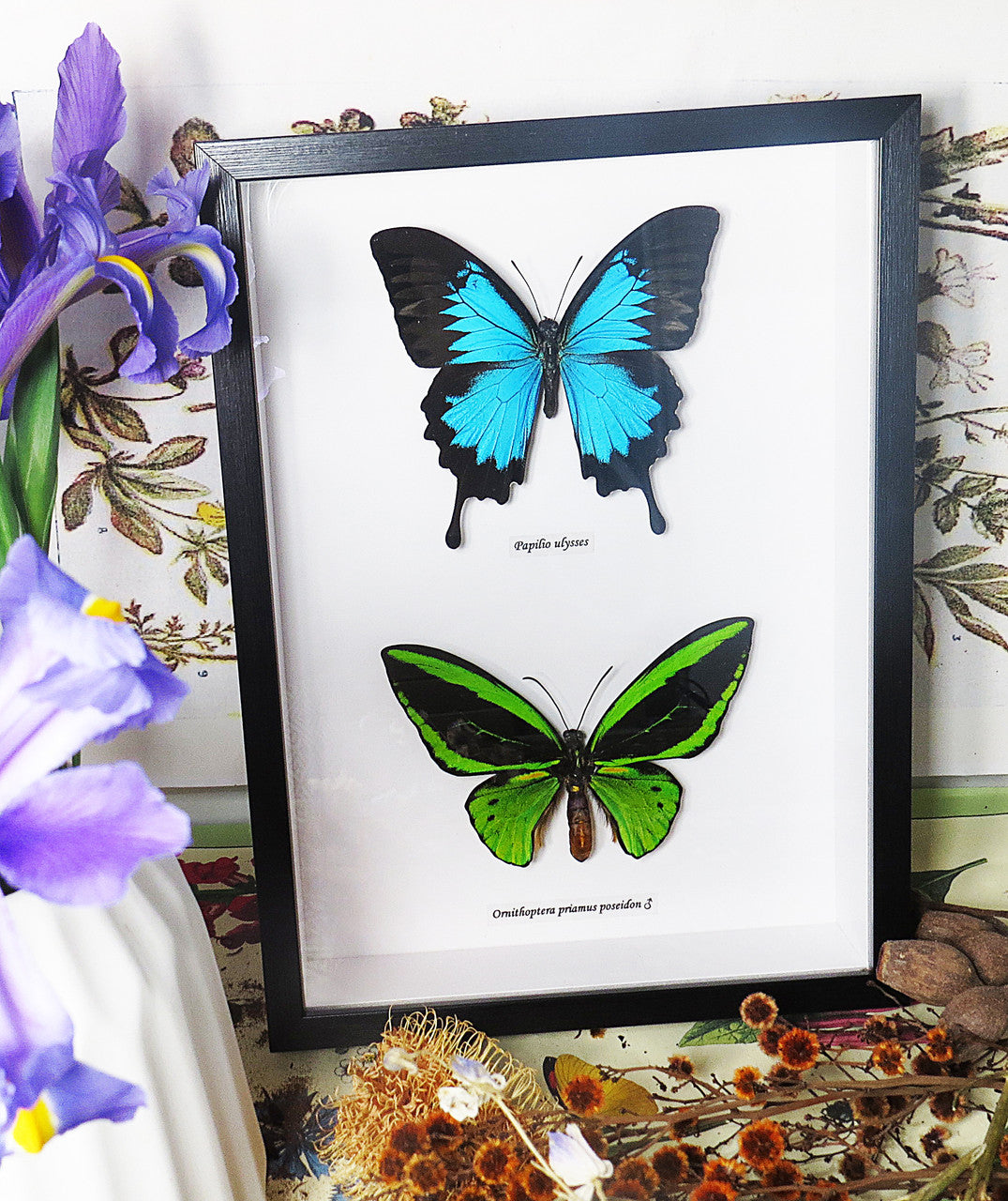 Papilio ulysses + Ornithoptera priamus poseidon