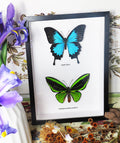 Papilio ulysses + Ornithoptera priamus poseidon