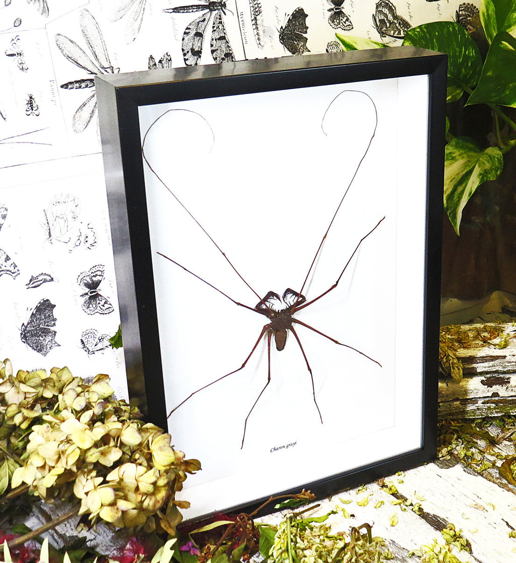 Charon grayi Spider XL