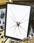 Charon grayi Spider XL
