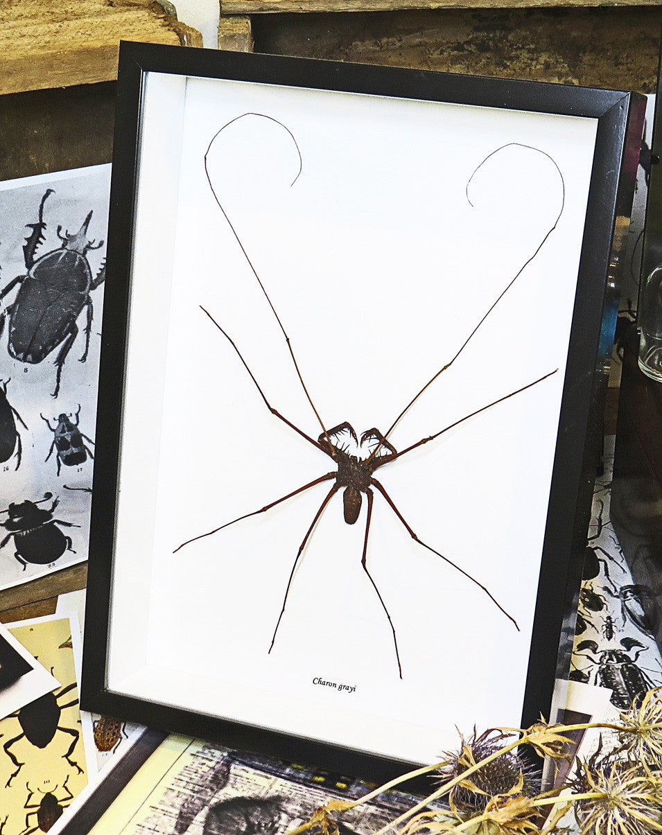 Charon grayi Spider XL