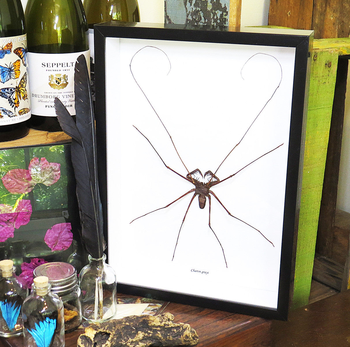 Charon grayi Spider XL