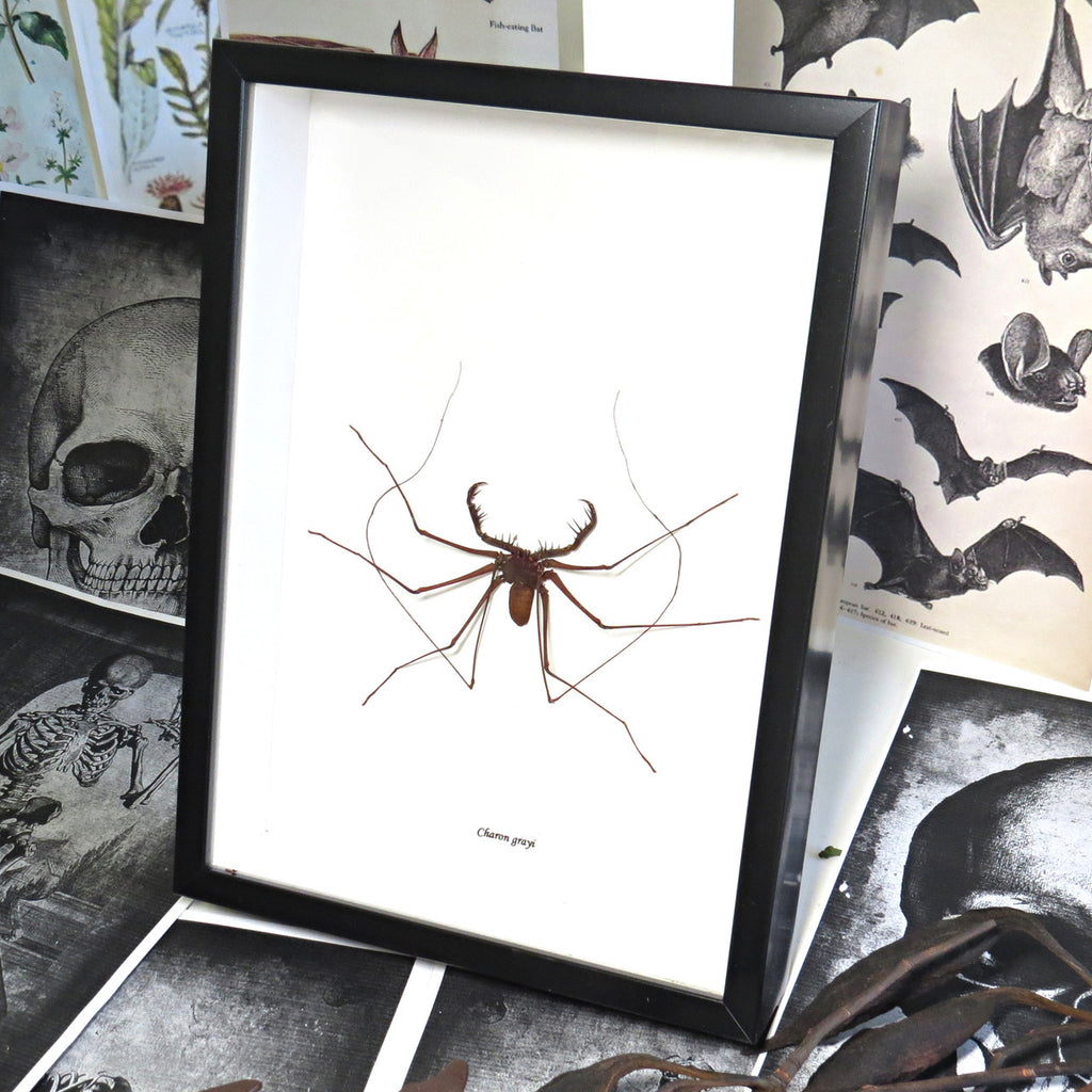 Spider Cave spider Tailless Whip Scorpion