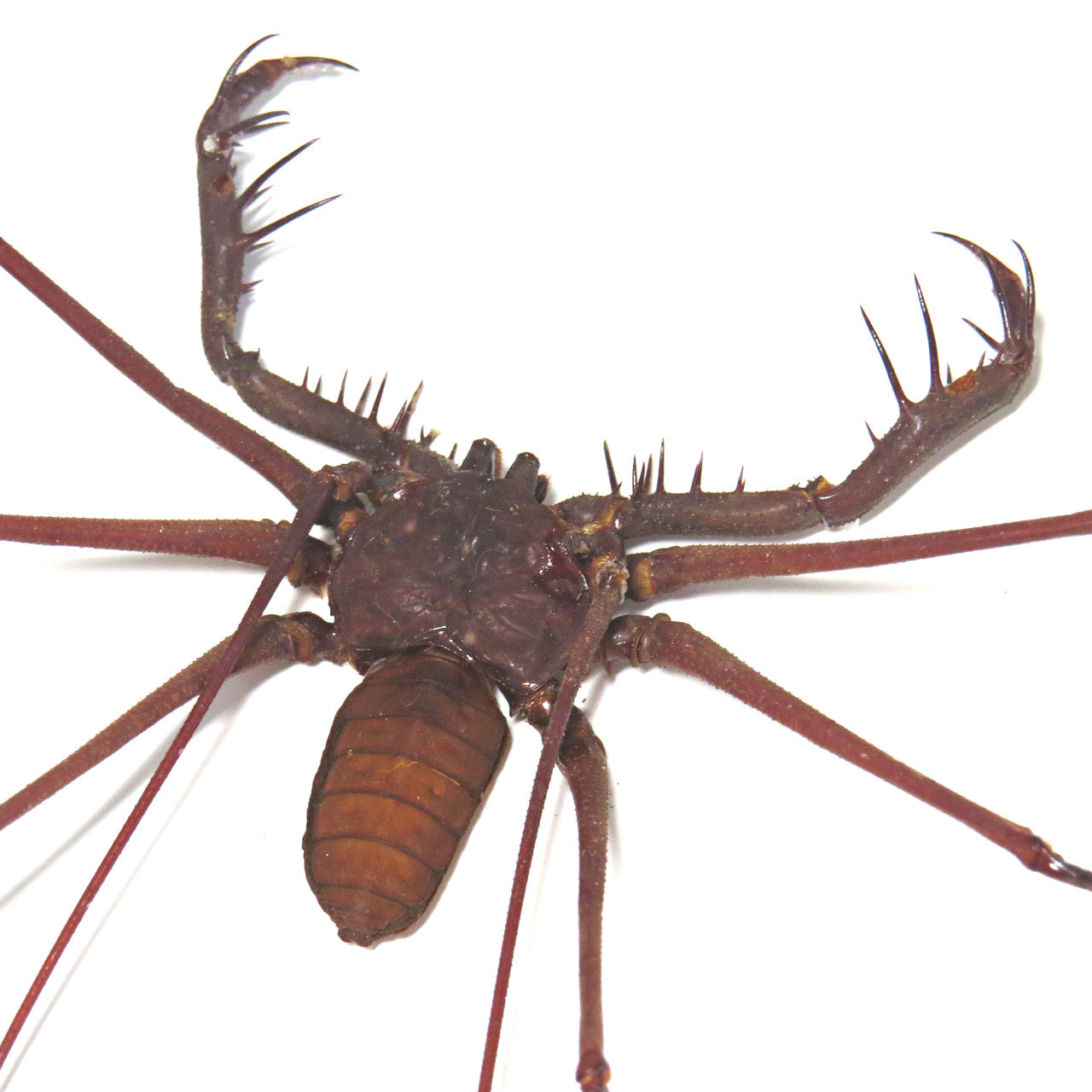 Spider Cave spider Tailless Whip Scorpion