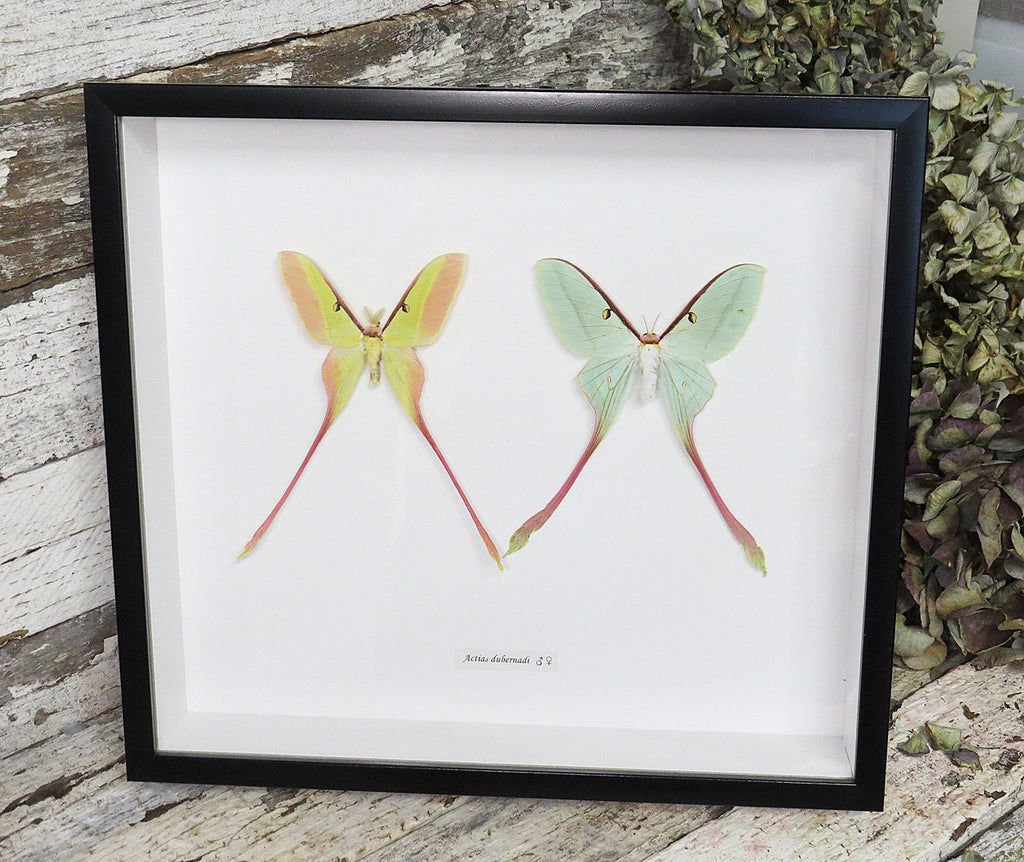 Actias dubernardi Male + Female