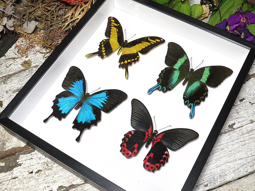 Butterfly Papilio combo