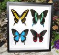 Butterfly Papilio combo
