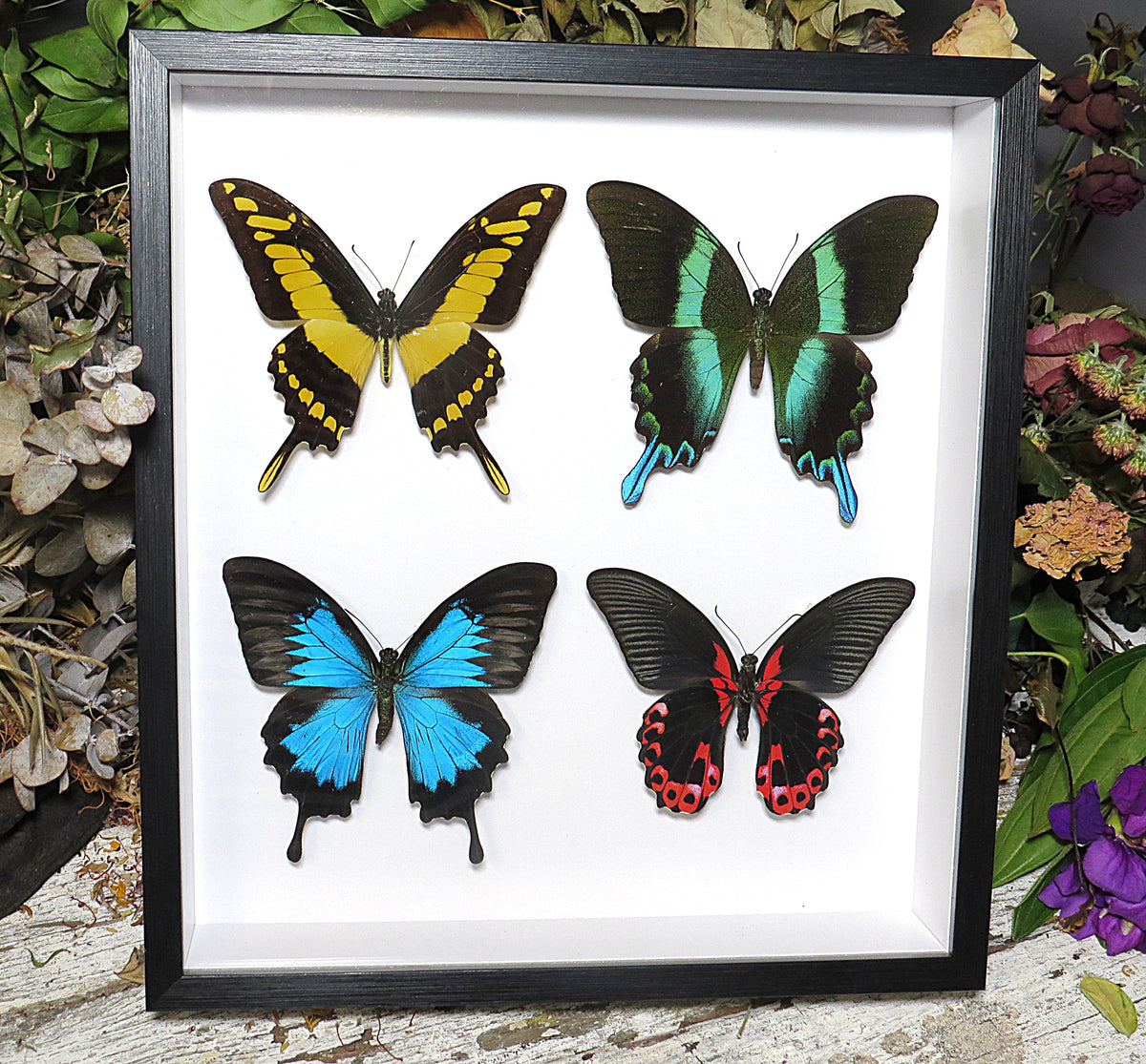 Butterfly Papilio combo
