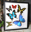 Butterfly 6 sweep