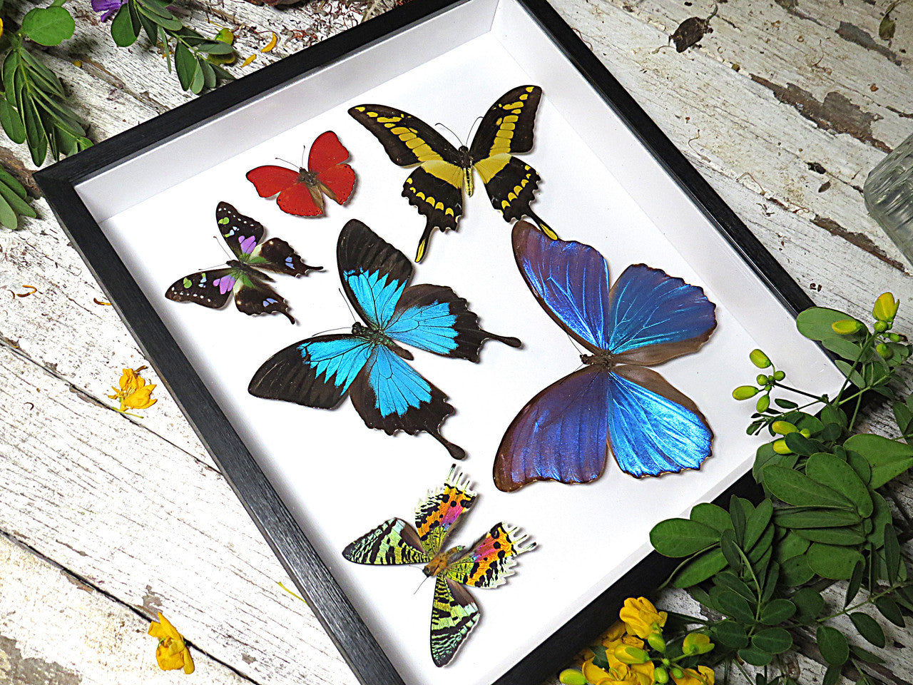 Butterfly 6 sweep