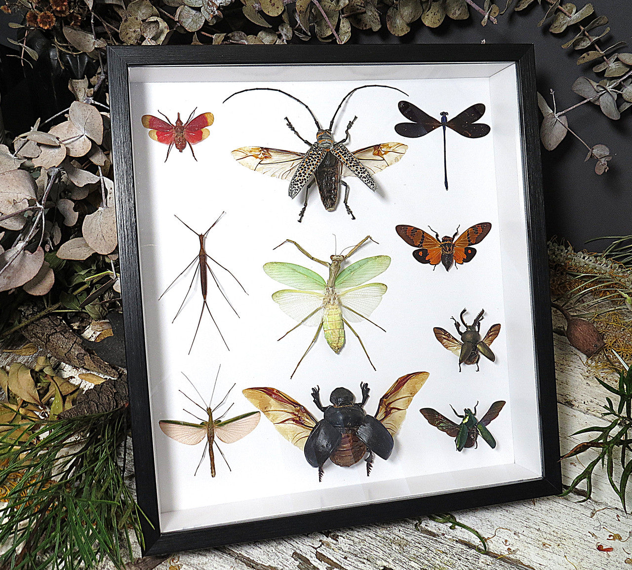 Beetle combination variation 2 ( special )