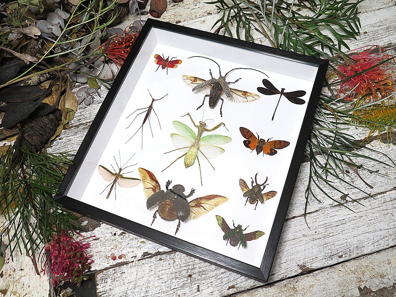 Beetle combination variation 2 ( special )