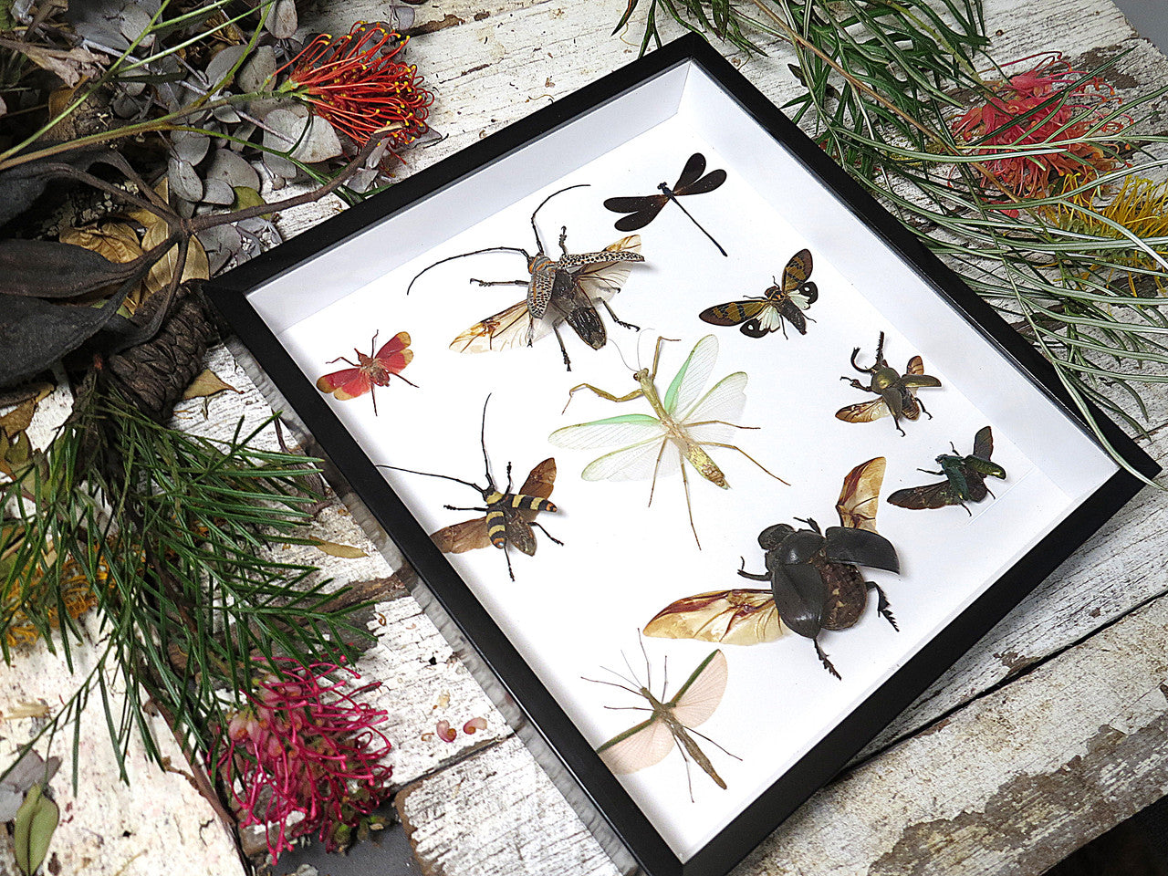Beetle combination variation 3
