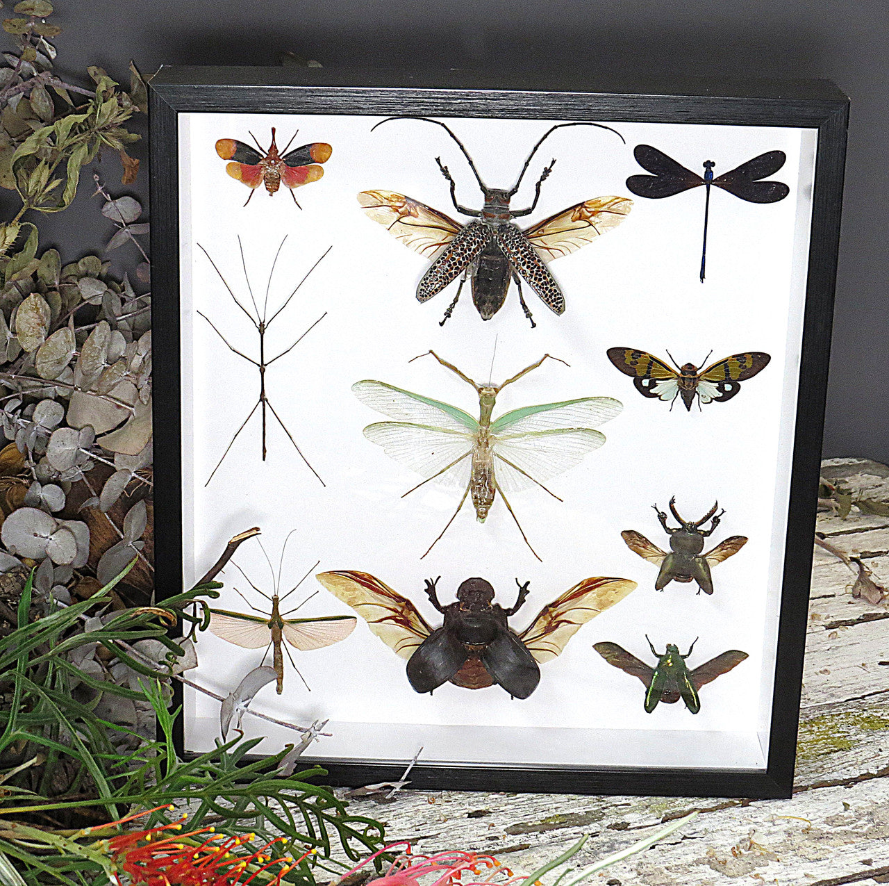 Beetle combination variation 4