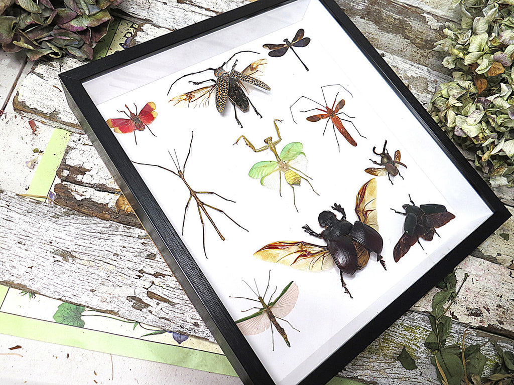 Beetle combination ( special )