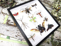Beetle combination ( special )