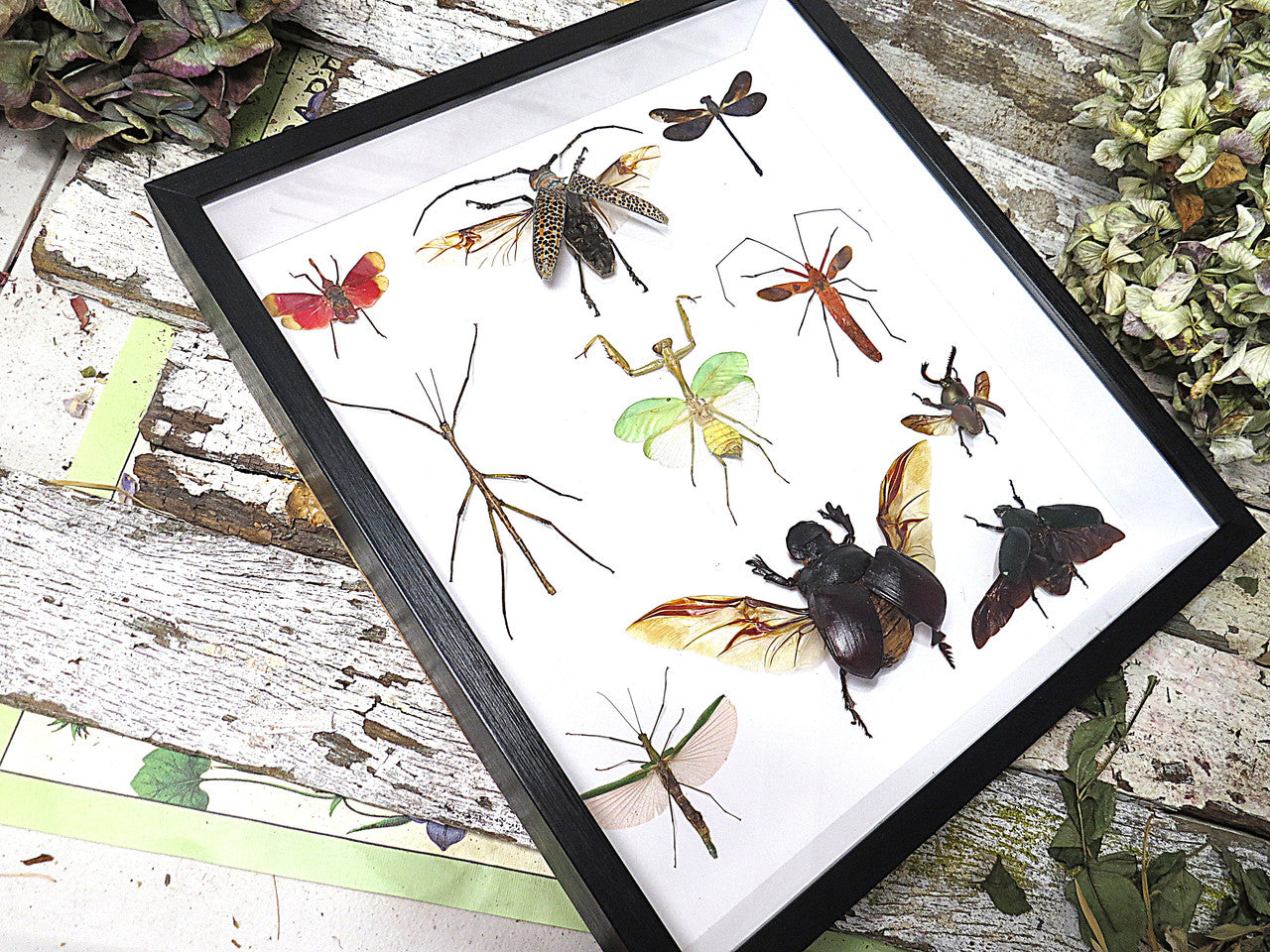 Beetle combination ( special )