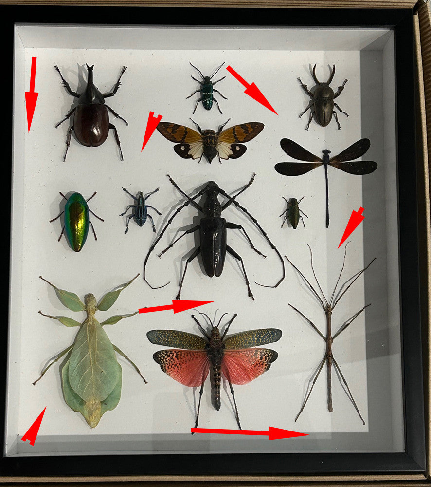 Beetle combination ( special )