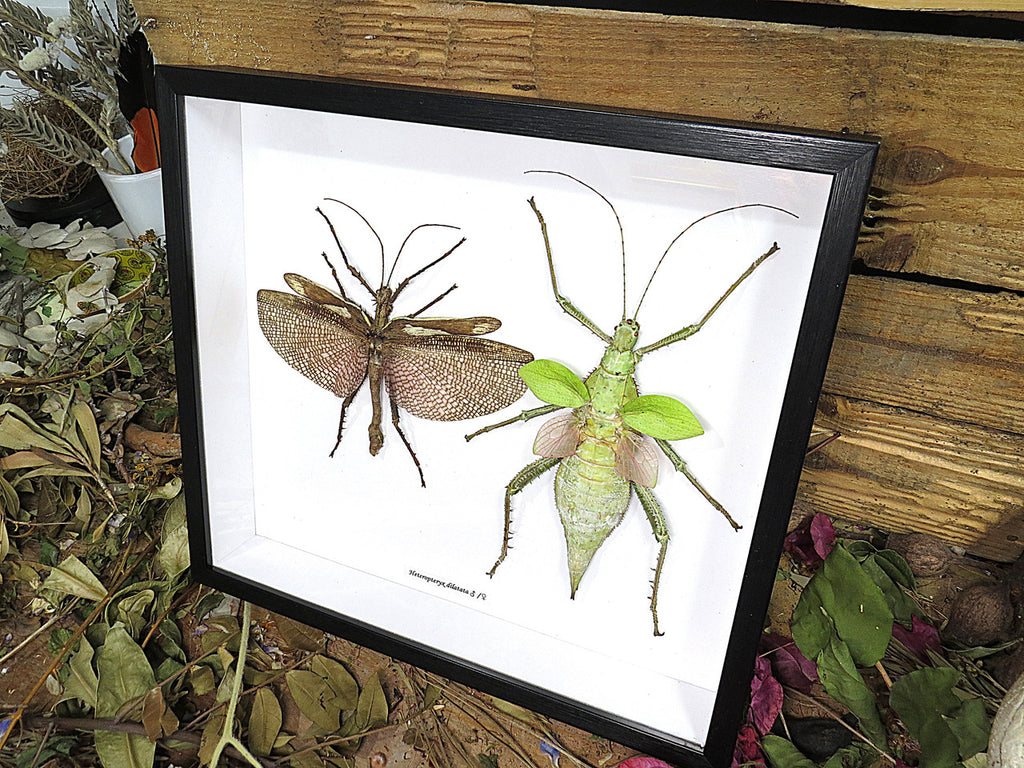 Heteropteryx dilitata 