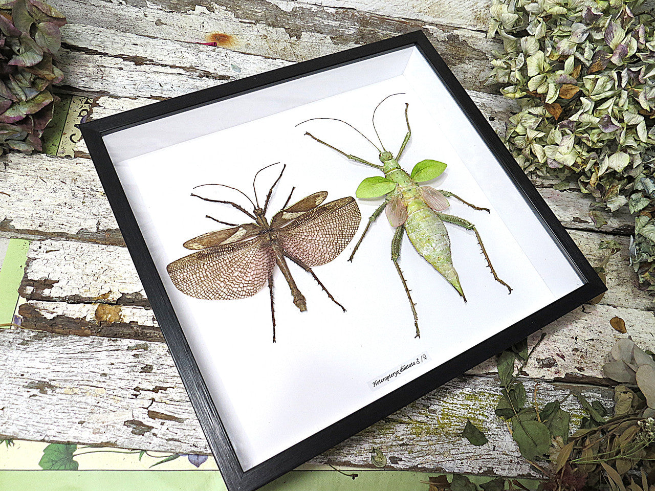 Heteropteryx dilitata 