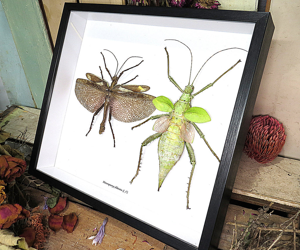 Heteropteryx dilitata 