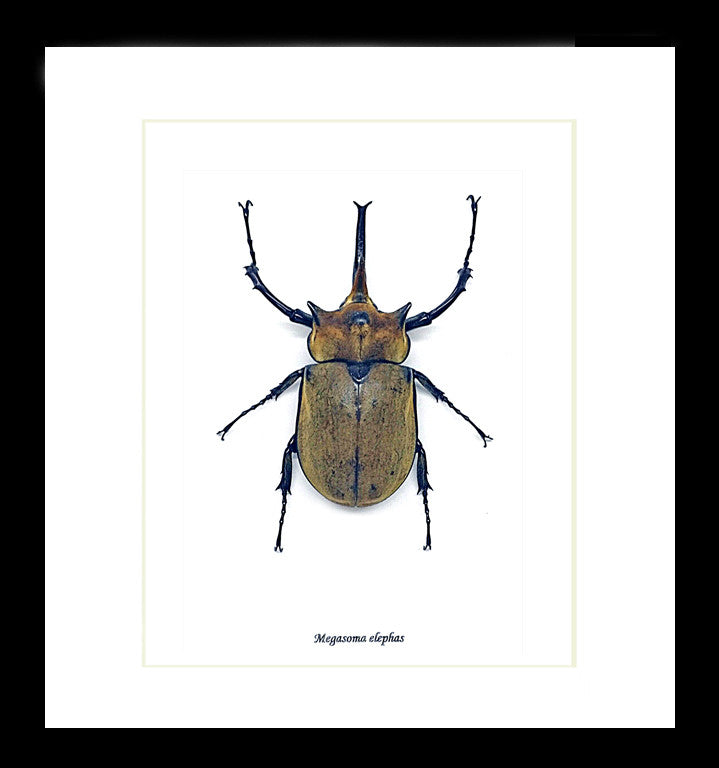 Beetle Megasoma elephas Bits & Bugs