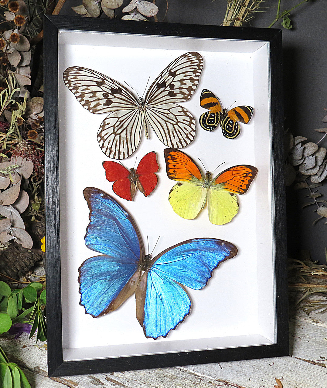 Morpho amathonte, Callicore sp., Phoebis rurina, Hebomoia leucippe , Cymothoe sangaris