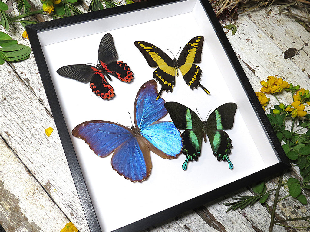 Butterfly papilio 4