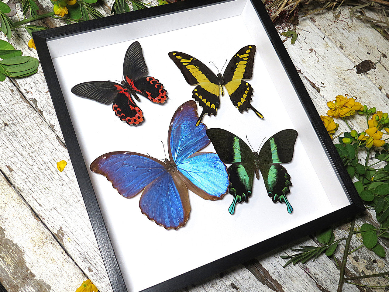 Butterfly papilio 4