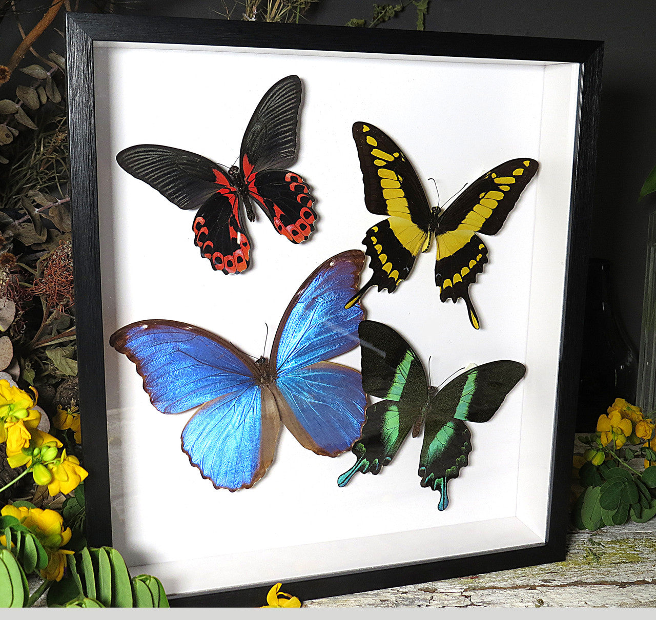 Butterfly papilio 4