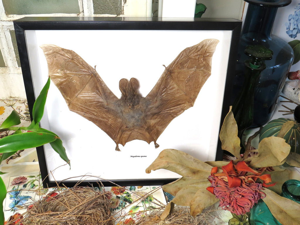 Megaderma spasma bat