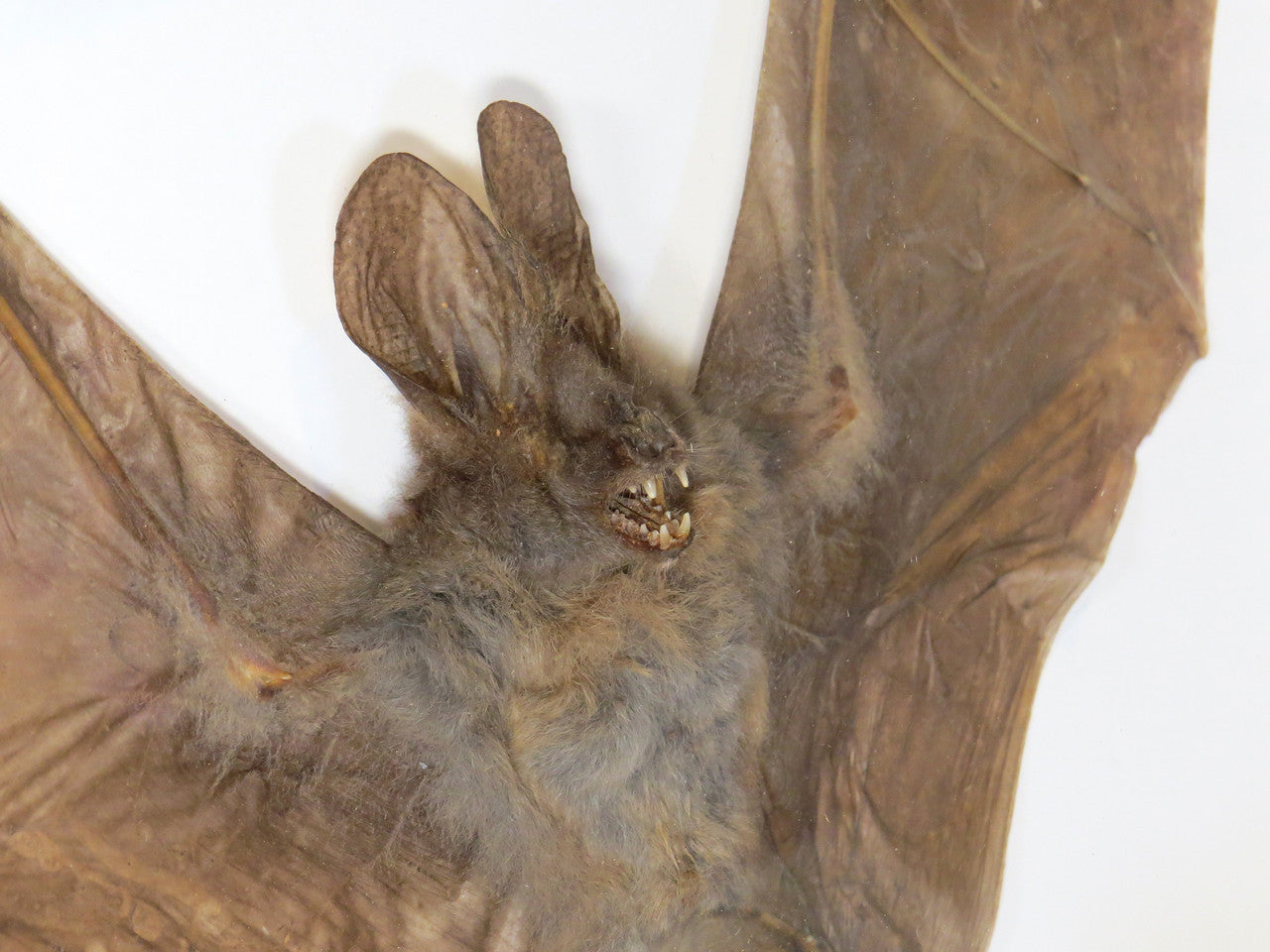 Cynopterus minutus 1