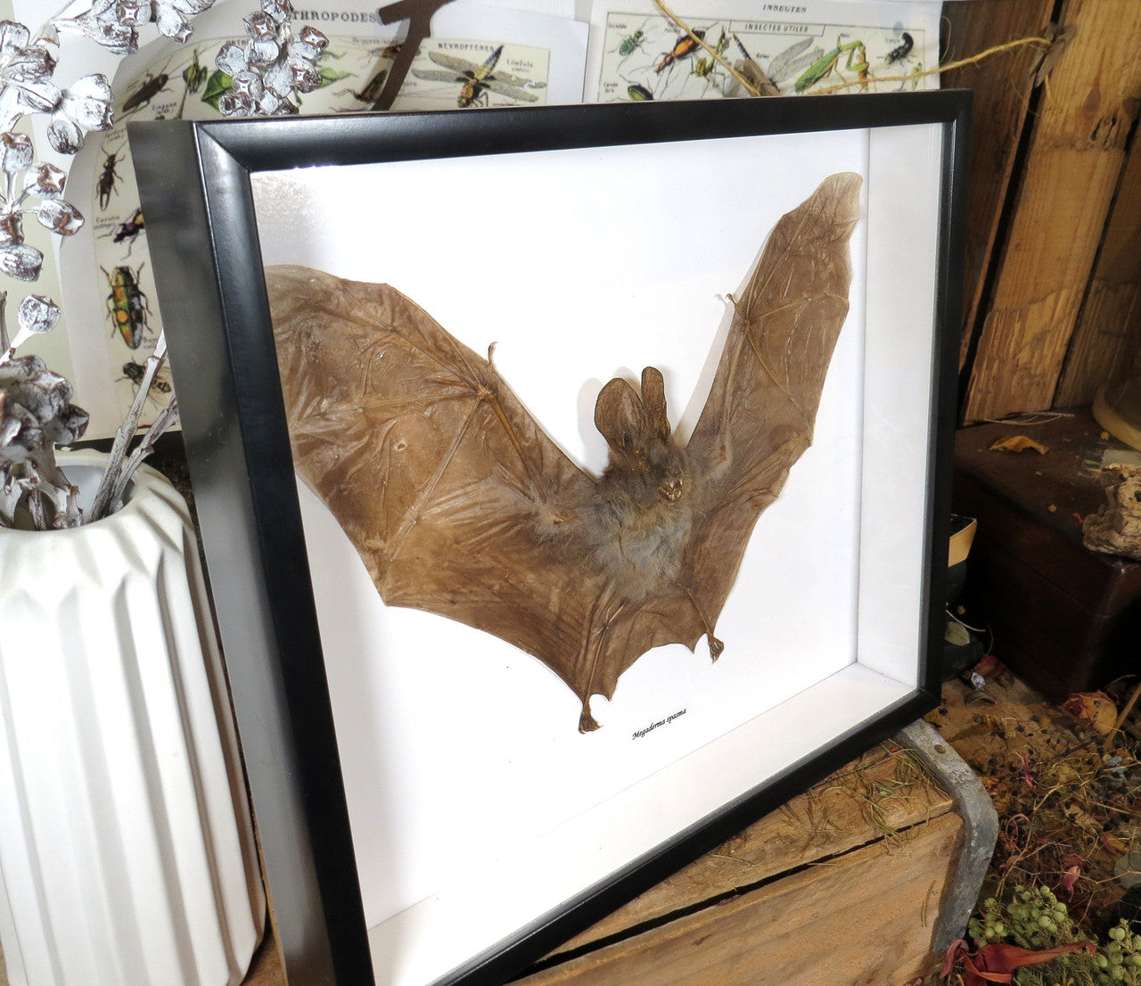  Cynopterus minutus 1