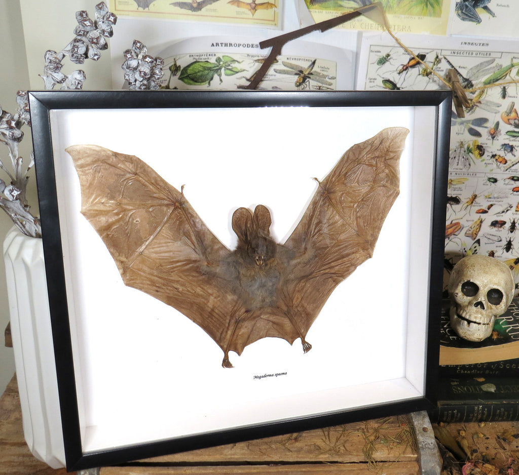  Cynopterus minutus 1