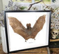  Cynopterus minutus 1