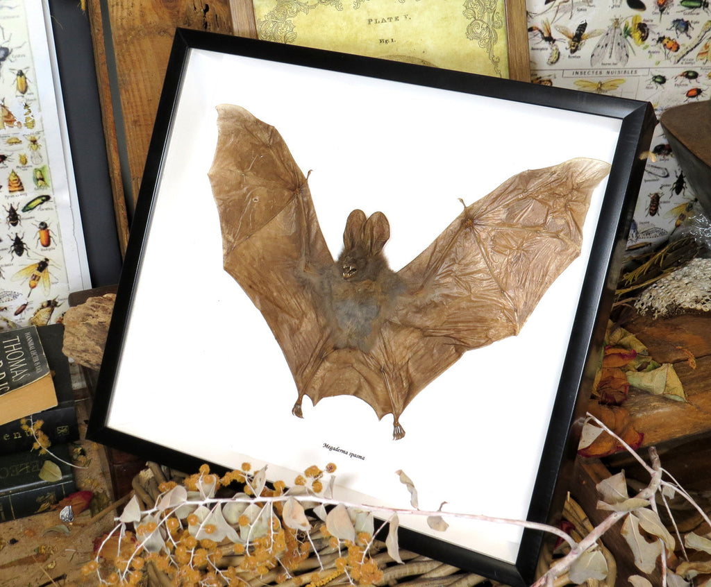  Cynopterus minutus 1