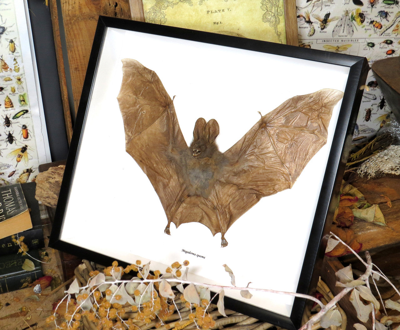  Cynopterus minutus 1