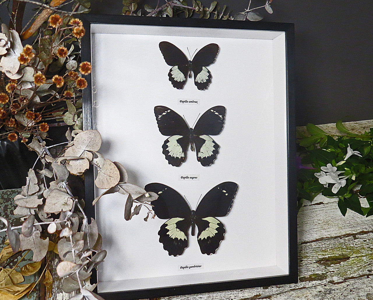 Papilio trio