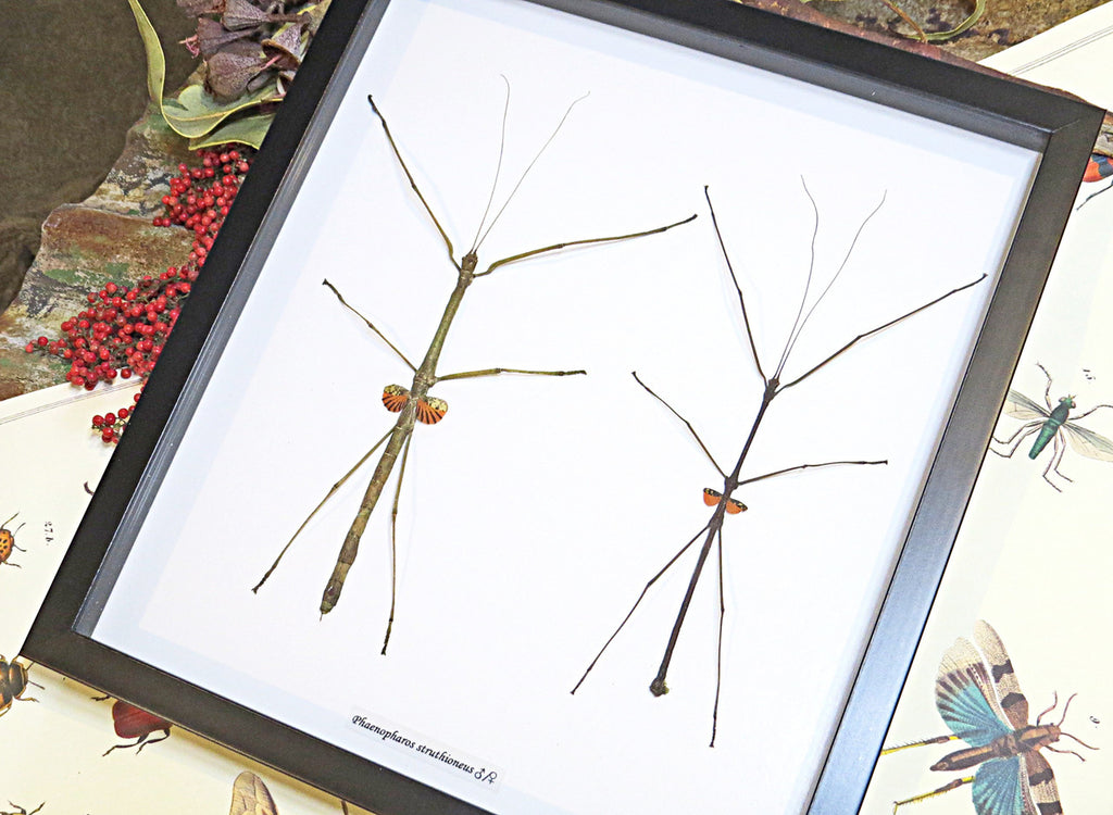 Stick insect giant Phaenopharos struthioneus Bits & Bugs 