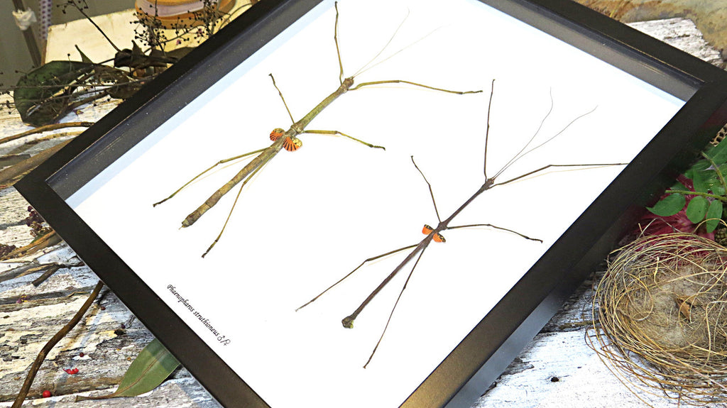 Stick insect giant Phaenopharos struthioneus Bits & Bugs 